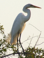 Great White Egret Great White Egret